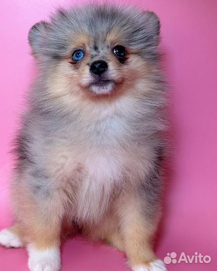 Девочки померанского шпица