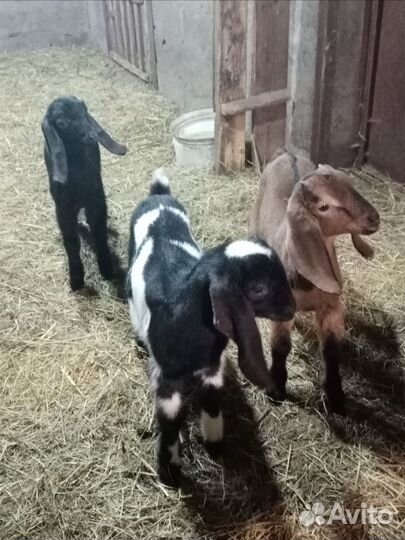 Козлята