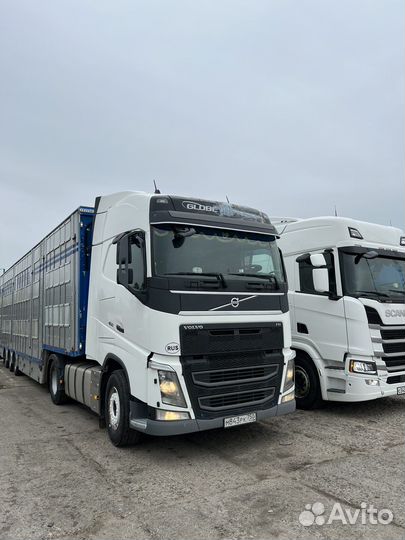 Перевозка скота по России и снг