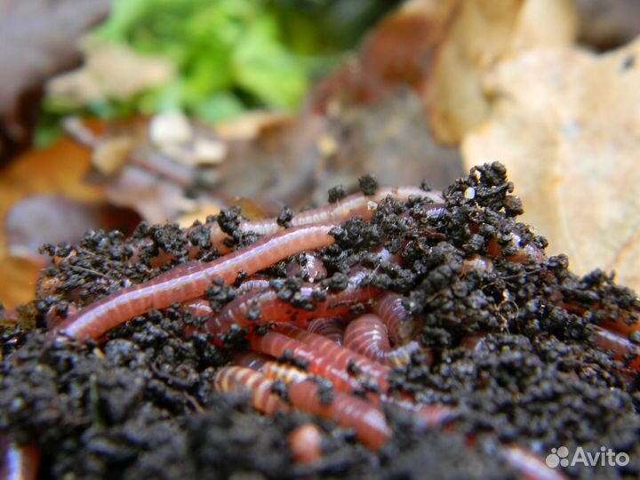 Червь калифорнийский