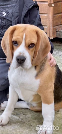 Бигль для вязки