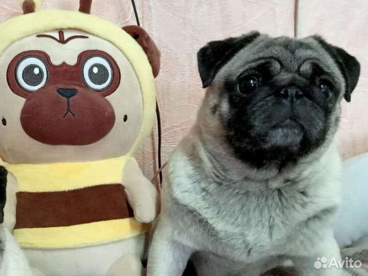 Мопс ищет дом