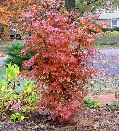 Клен гиннала