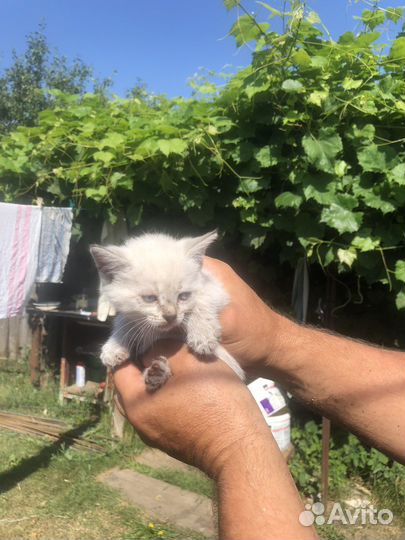 Котята безплатно