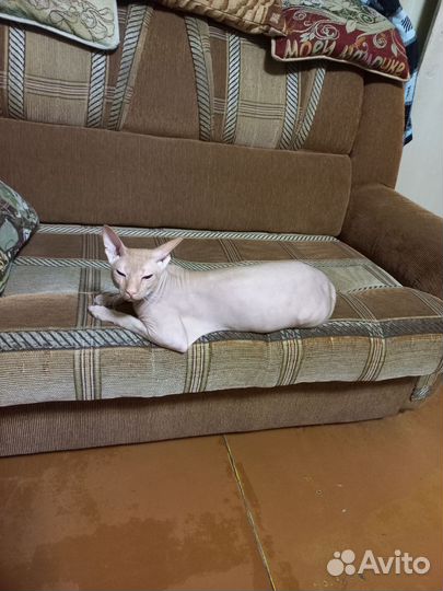 Донской сфинкс кот вязка