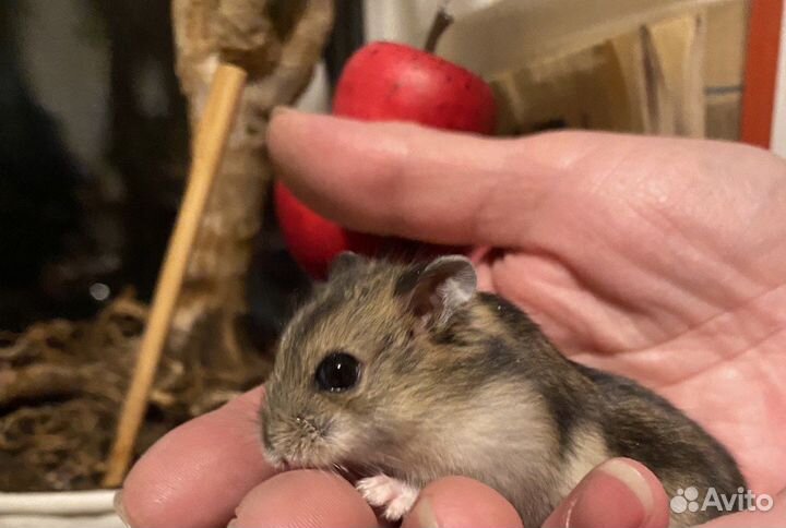 Хомячата джунгарики