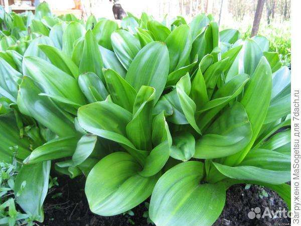 Безвременник