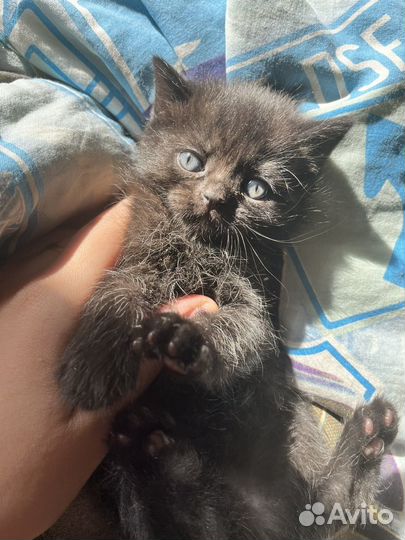 Британские котята