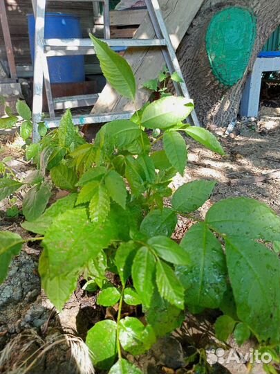 Грецкий орех