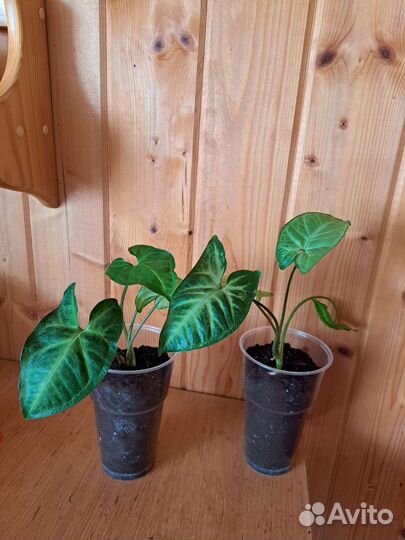 Комнатные цветы