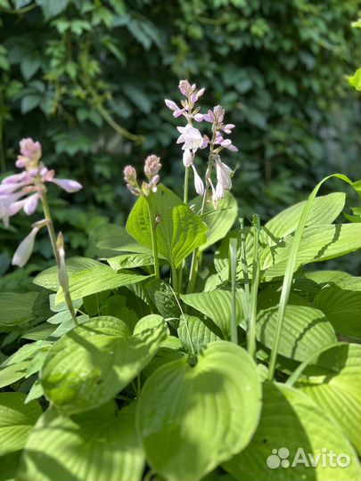 Хоста саженцы