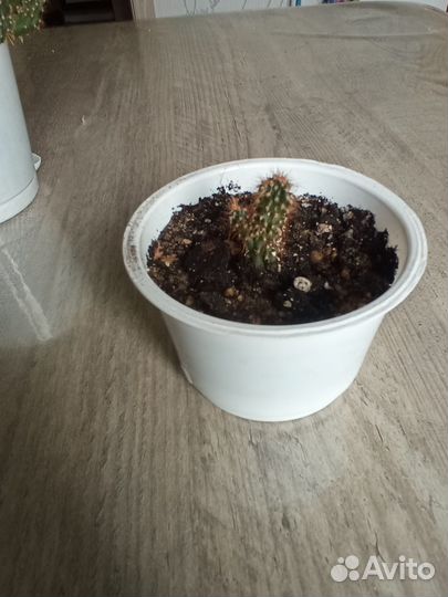 Суккуленты и кактусы