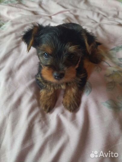 Йоркширский терьер