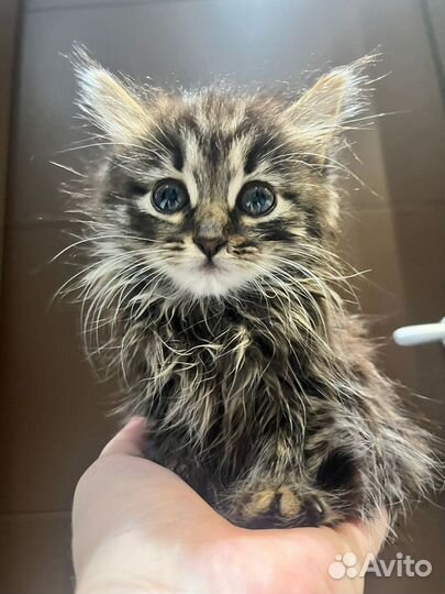 Пепельная Камелия ищет свой дом