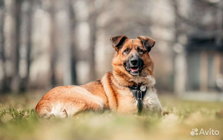 Собака в добрые руки