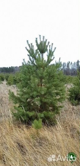 Сосна обыкновенная для дачи с доставкой