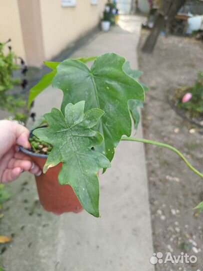 Филодендрон эванса