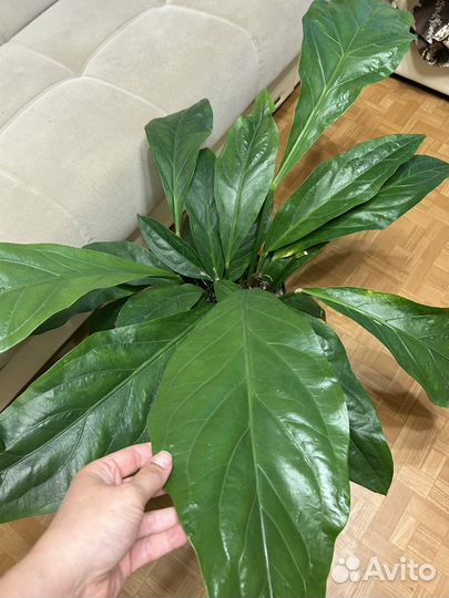 Комнатные цветы антуриум