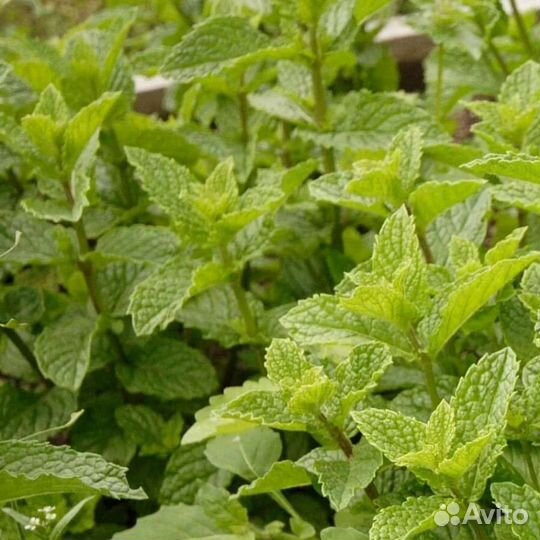 Мята