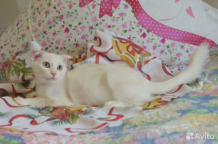Отдадим котят в добрые руки