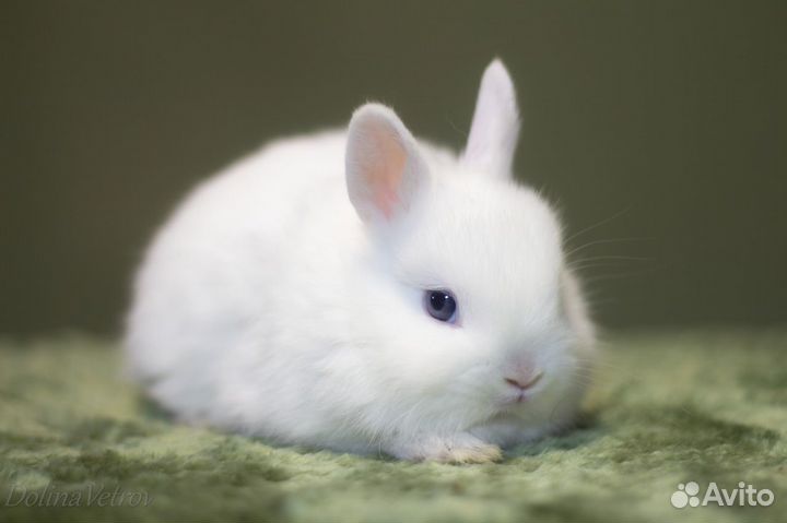 Мальчик гермелин белый голубоглазый