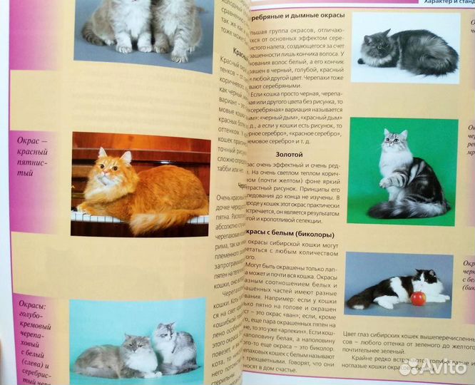 Сибирская кошка, альбом