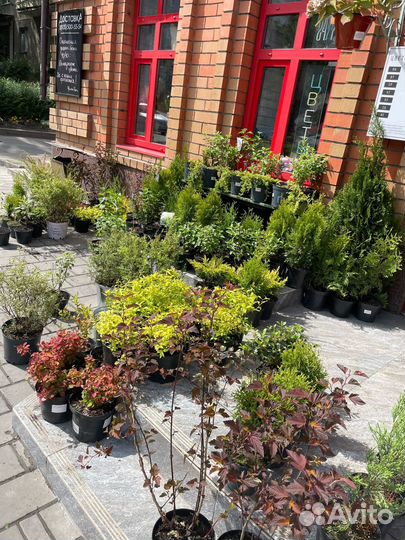 Саженцы декоративных растений