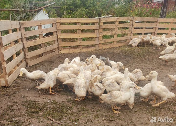 Гуси Серая крупная, мулард, утка бройлерная