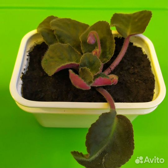 Фиалка Узамбарская. Крапивка