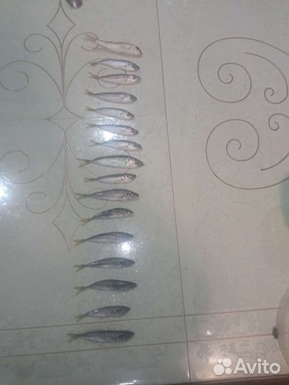 Ставки для рыбалки