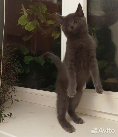 Котята в добрые руки бесплатно мальчик