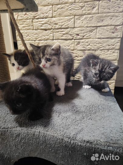Котята в добрые руки