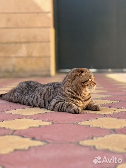 Кот на вязку