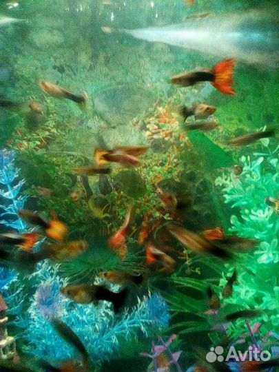 Гуппи рыбки,моллинезии, меченосцы