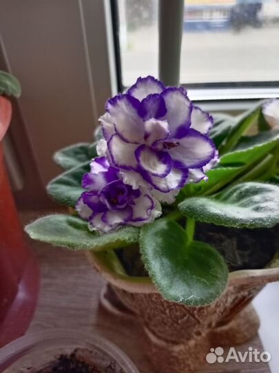 Фиалки сортовые