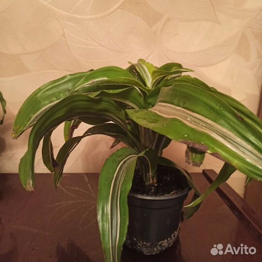 Драцена душистая, деремная, Сандера