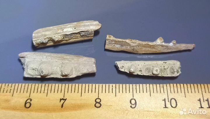 Челюсти рыбы Enchodus