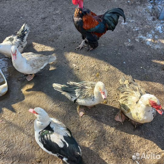 Утки шипуны