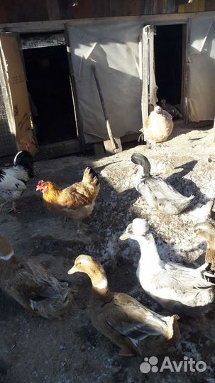 Утки кролики