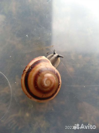 Улитки Лимиколярии и Караколусы