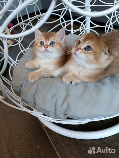 Шотландские котята