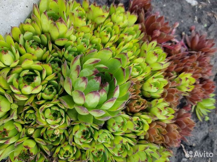 Растения для сада