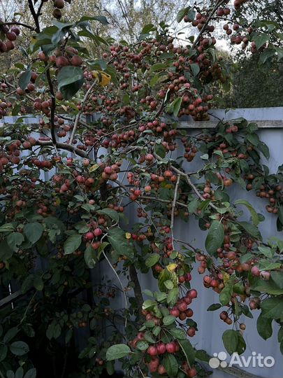 Райские яблочки на варенье