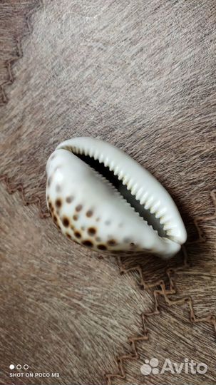 Морская ракушка