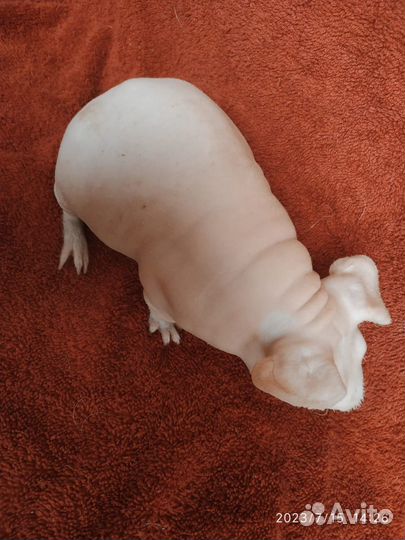 Морская свинка Скинни