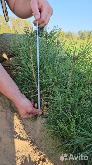 Сеянцы ели европейской окс