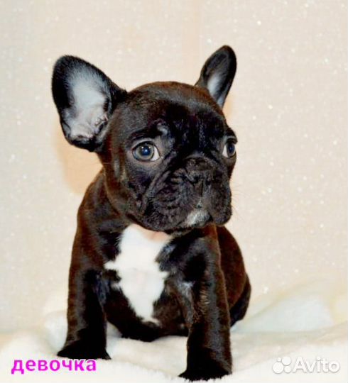 Французский бульдог