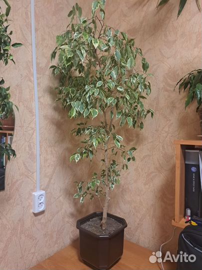 Фикус бенджамина большой