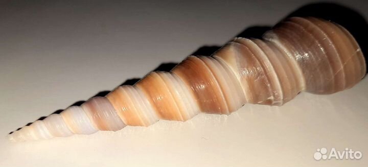 Ракушки морские красивые