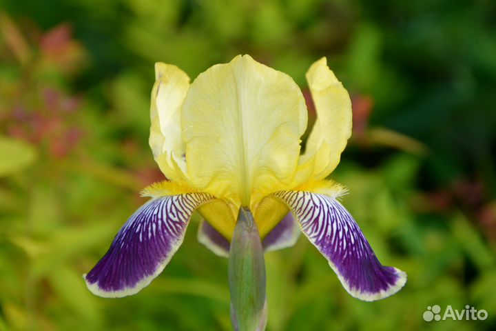 Ирисы сортовые высокие и карлики